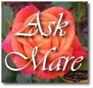 Mare Simone - Escort/Massage in West Hollywood, CA